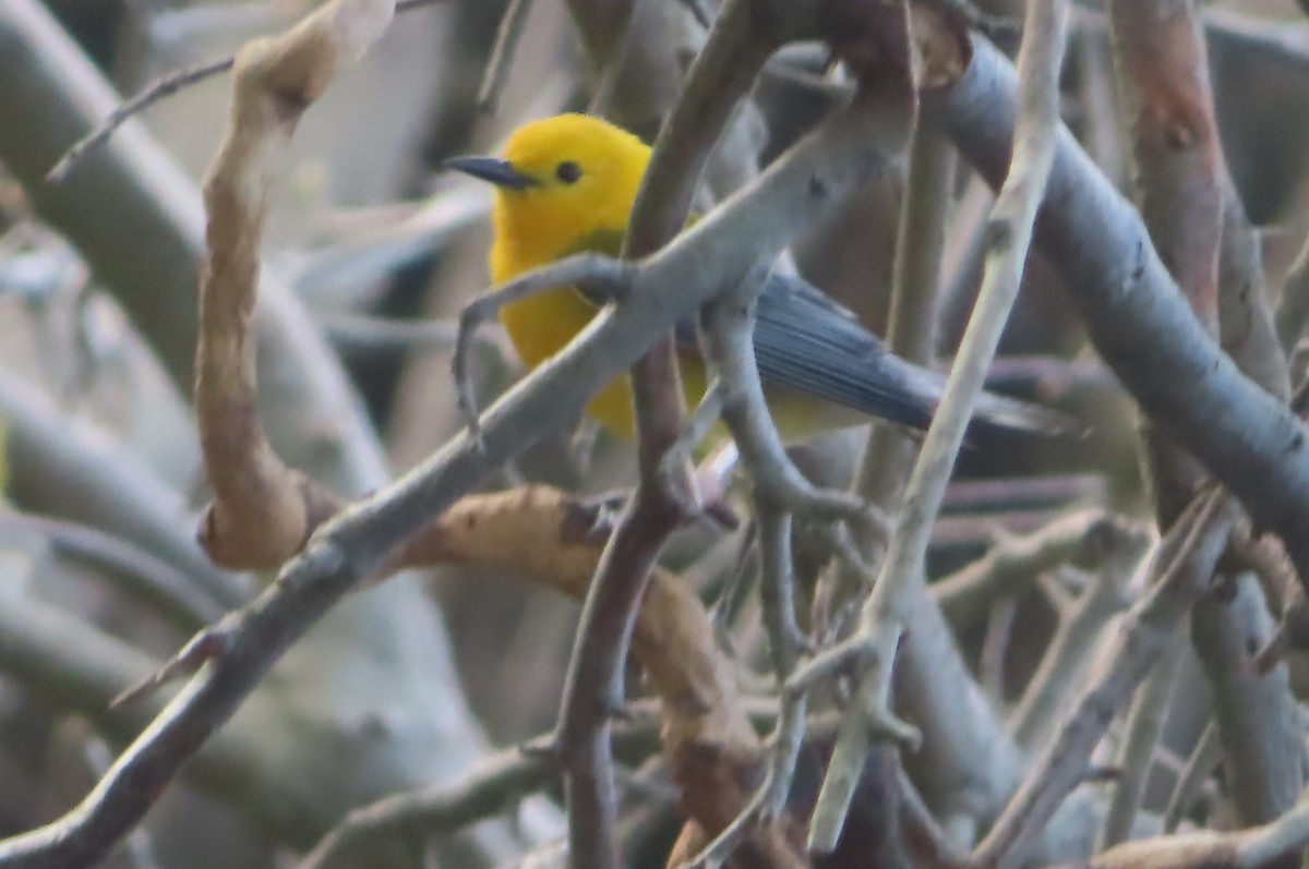 Prothonotary Warbler - ML618613892