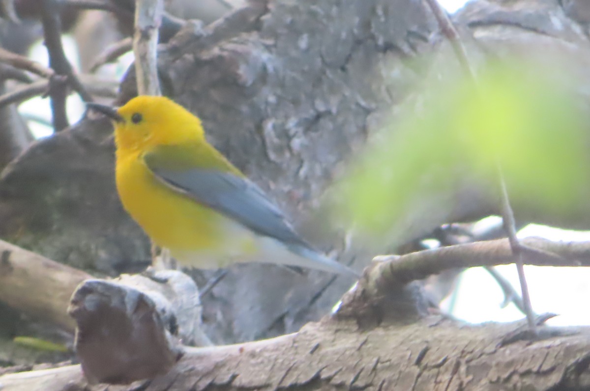 Prothonotary Warbler - ML618613893