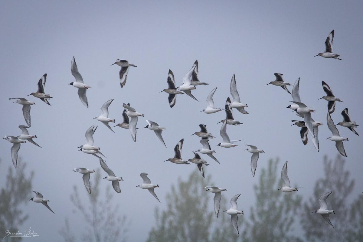 Willet - ML618613934