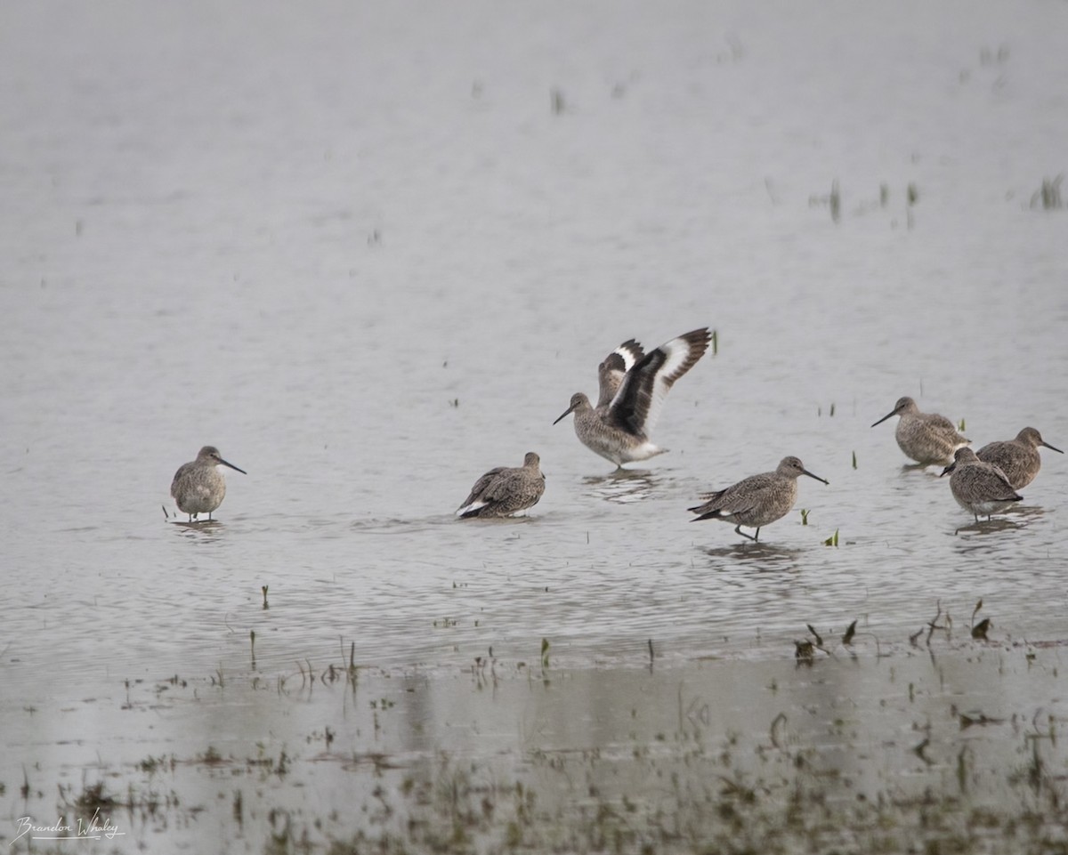 Willet - ML618613941