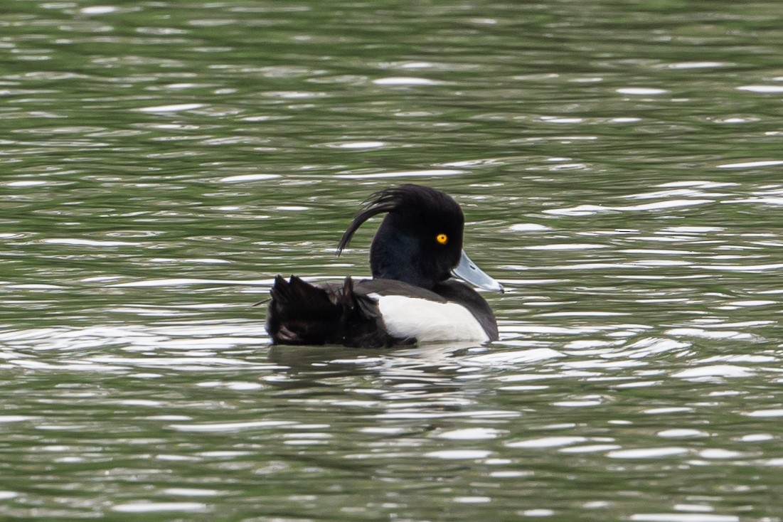Tufted Duck - ML618613990