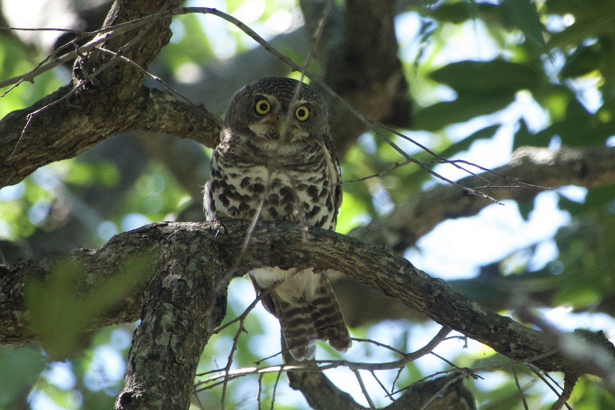 African Barred Owlet - ML618614011