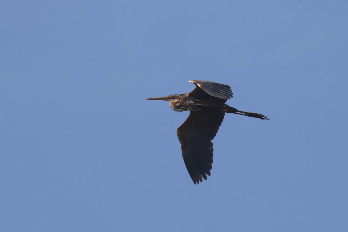 Purple Heron (Purple) - Charley Hesse TROPICAL BIRDING