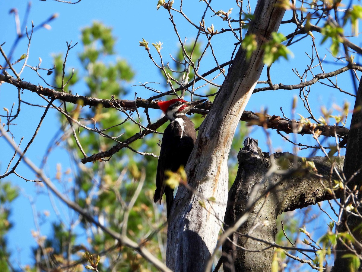 Pileated Woodpecker - ML618614053