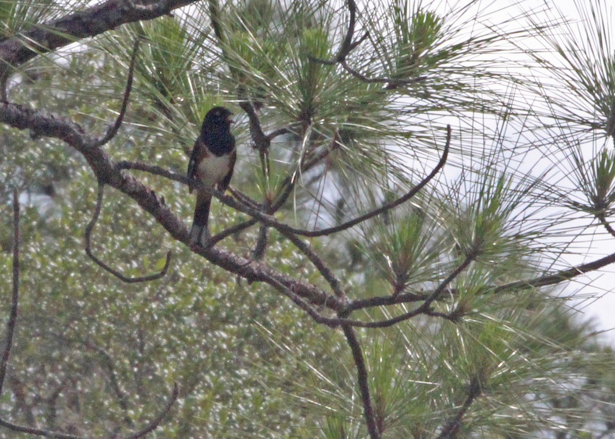 Eastern Towhee - ML618614064