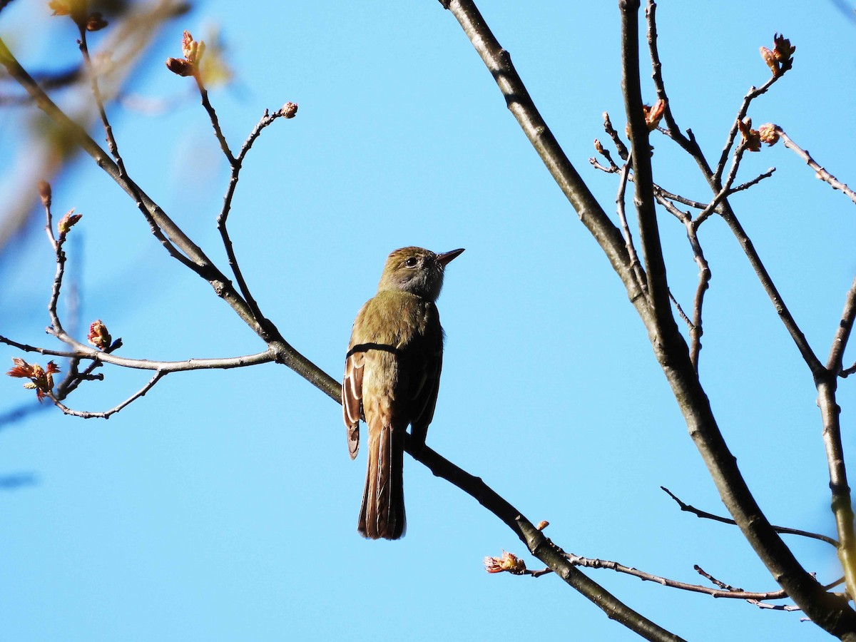 Great Crested Flycatcher - ML618614076
