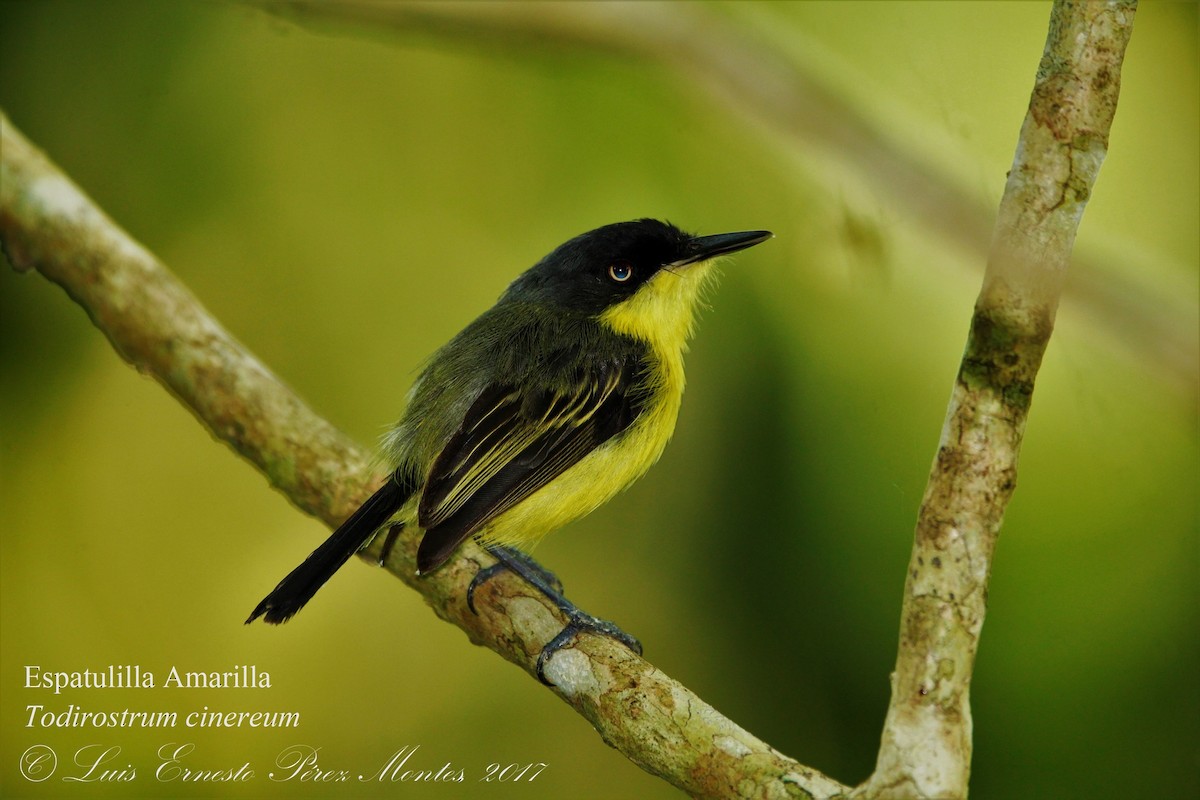 Common Tody-Flycatcher - ML618614080