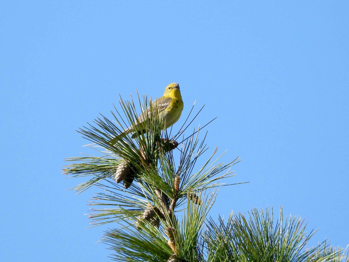 Pine Warbler - ML618614105