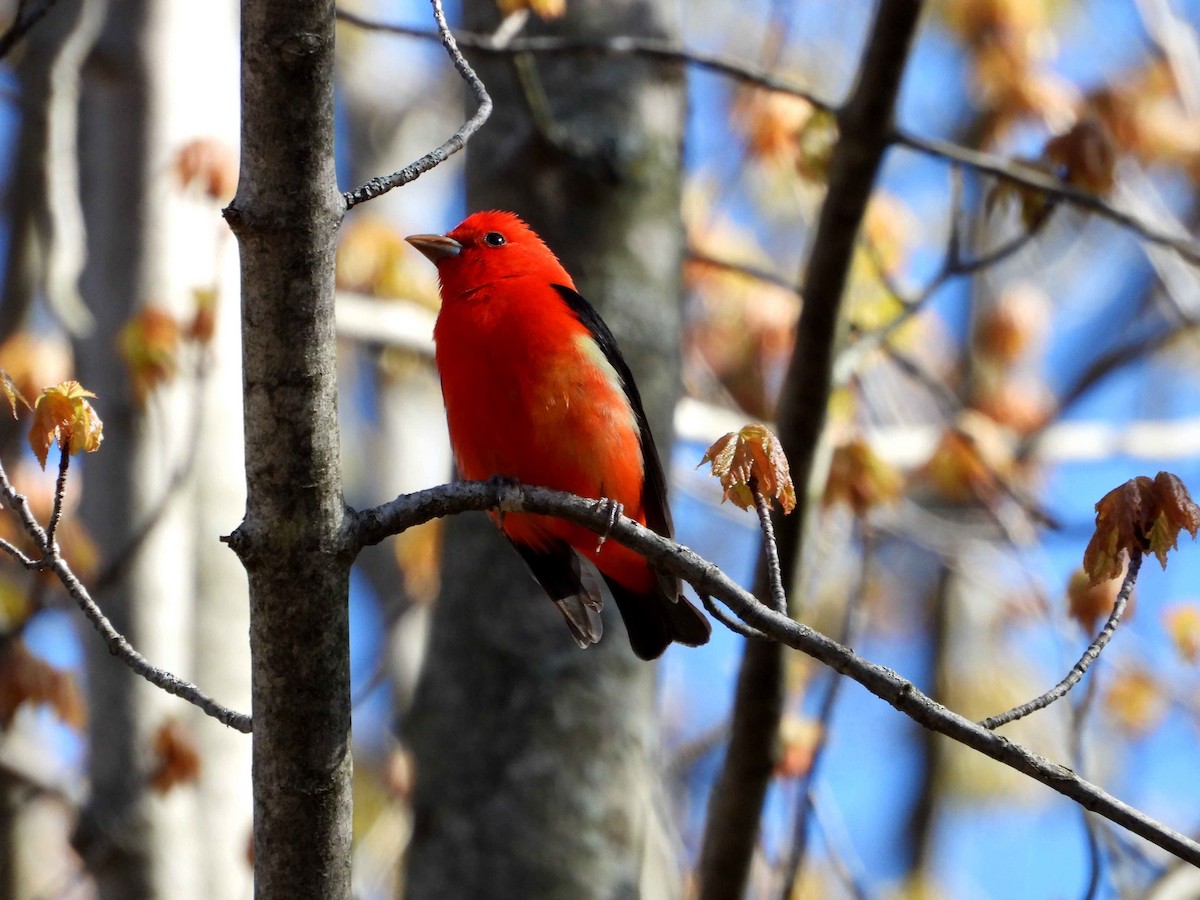 Scarlet Tanager - ML618614136