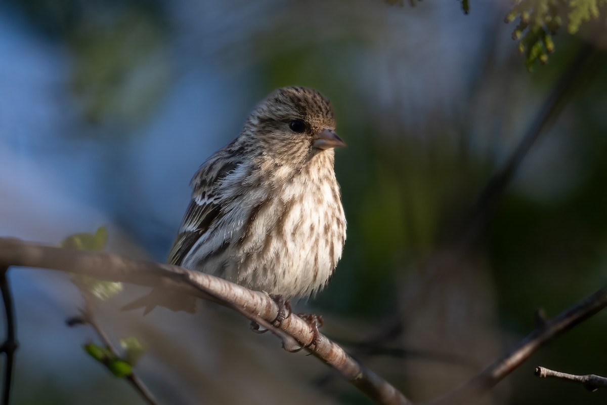 Pine Siskin - ML618614137