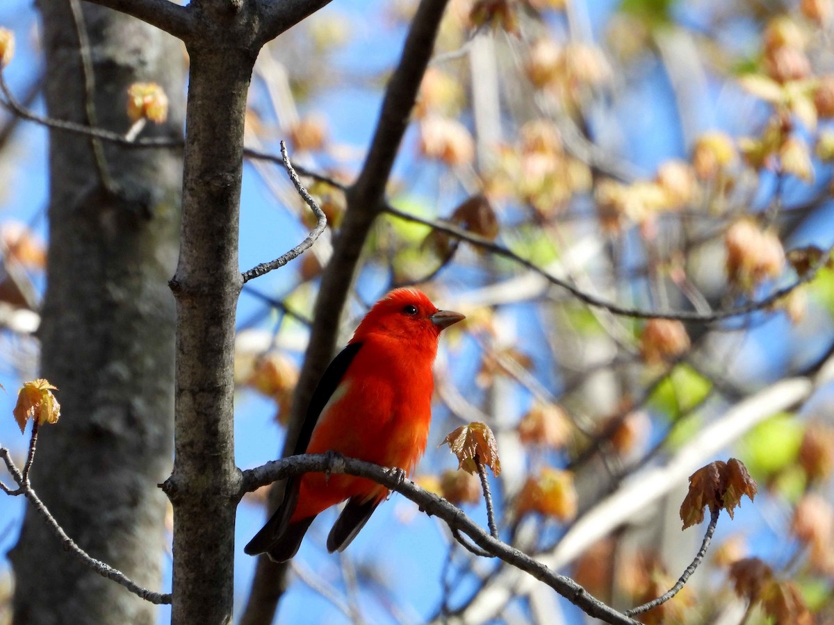 Scarlet Tanager - ML618614140