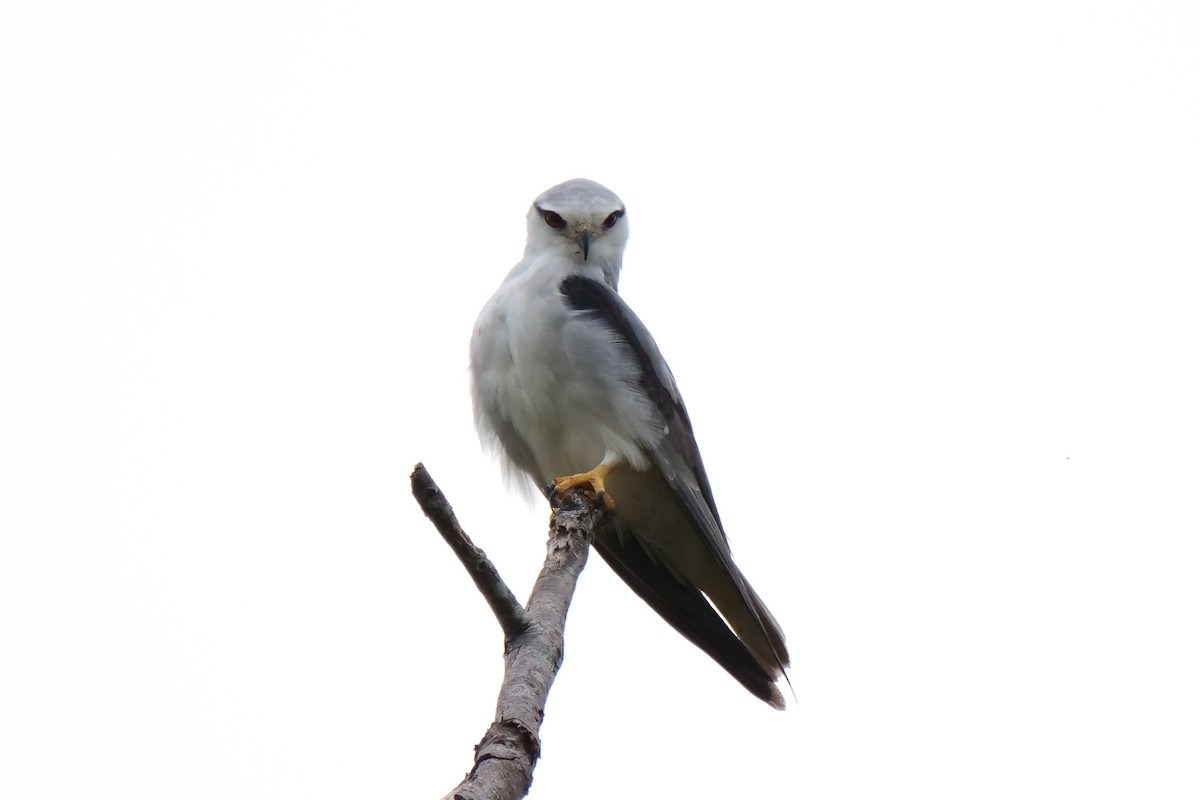 Black-winged Kite - ML618614144