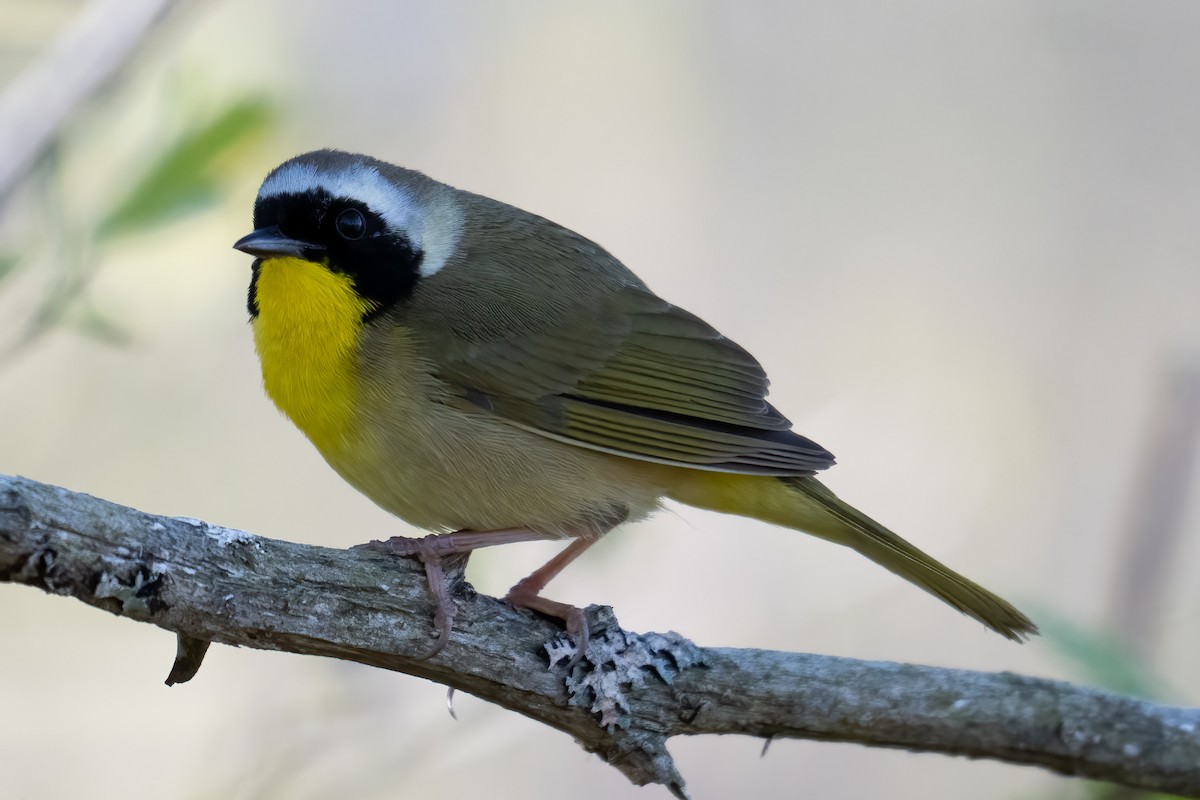 Common Yellowthroat - ML618614145