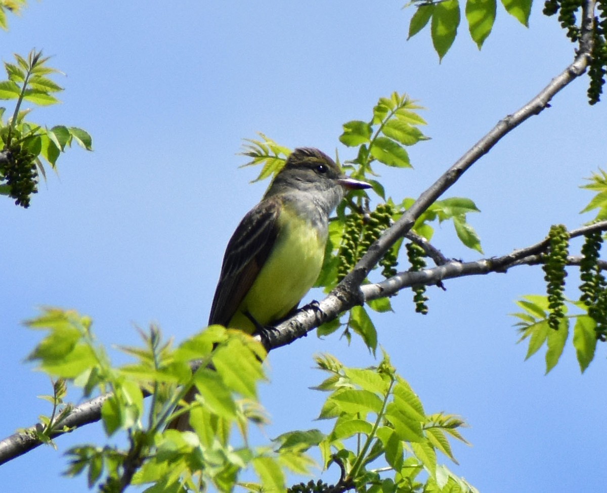 Great Crested Flycatcher - ML618614148