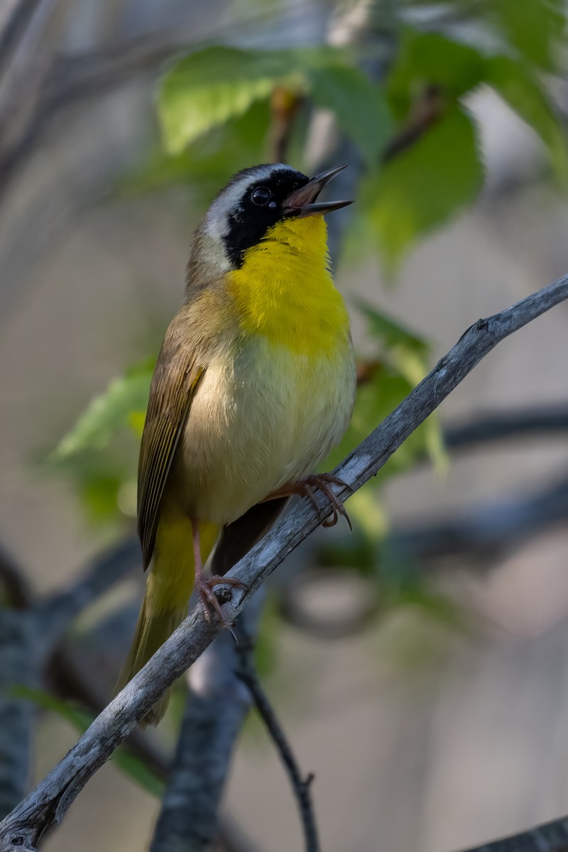 Common Yellowthroat - ML618614149