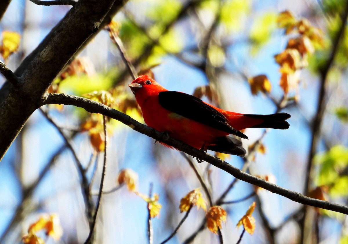 Scarlet Tanager - ML618614152