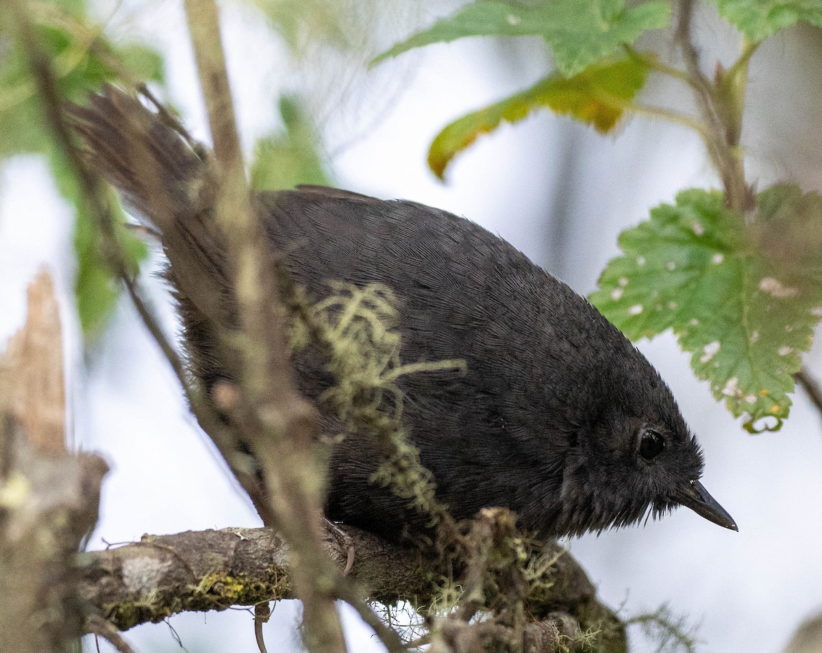 Paramo Tapaculo - ML618614160