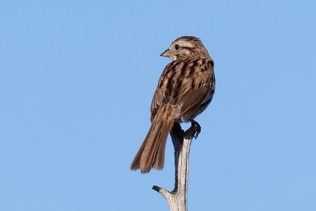 Song Sparrow - ML618614165