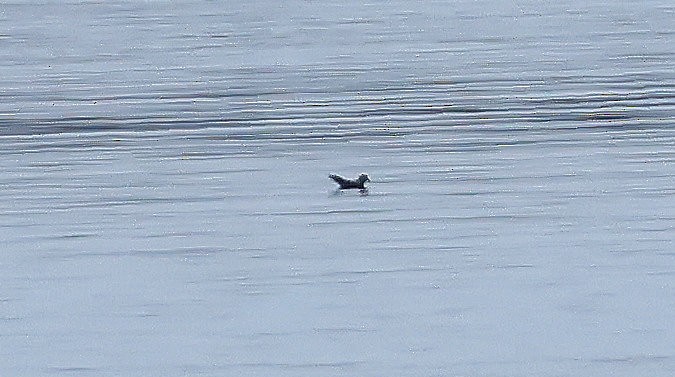 Leach's Storm-Petrel - ML618614193