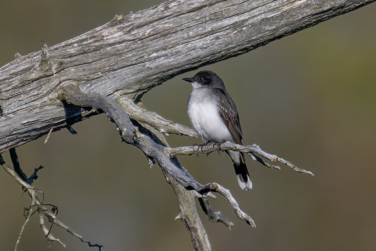 Eastern Kingbird - Rob  Henderson