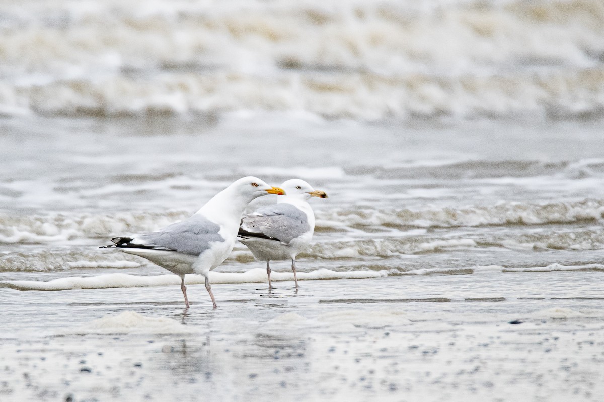 Herring Gull - ML618614206