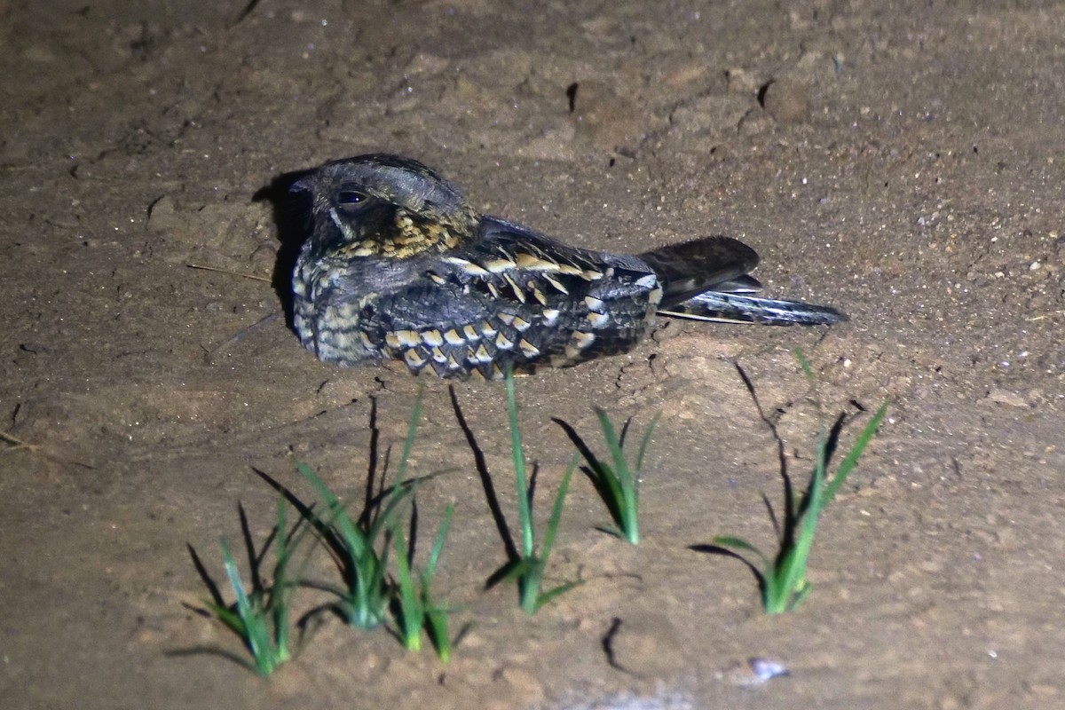 Indian Nightjar - ML618614212