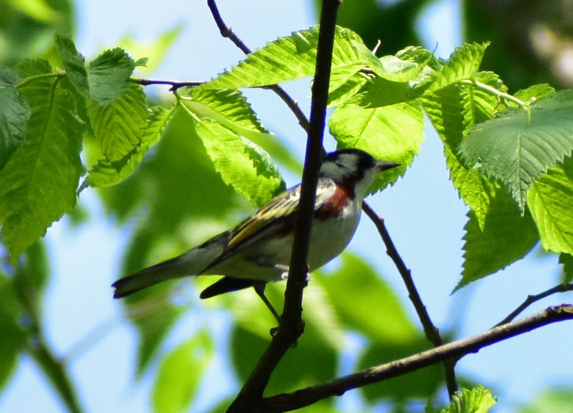 Paruline à flancs marron - ML618614232