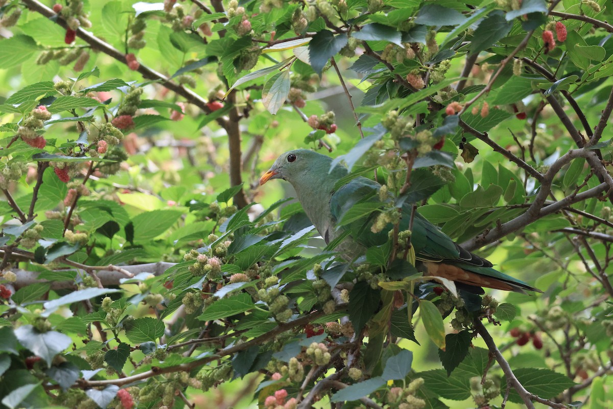 Black-chinned Fruit-Dove - YU-HSUEH TENG