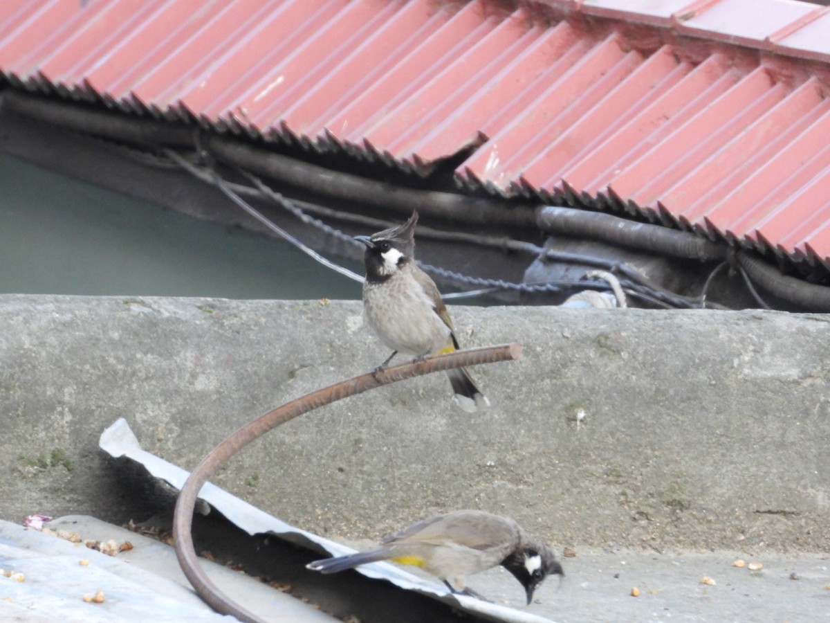 Streaked Laughingthrush - ML618614324
