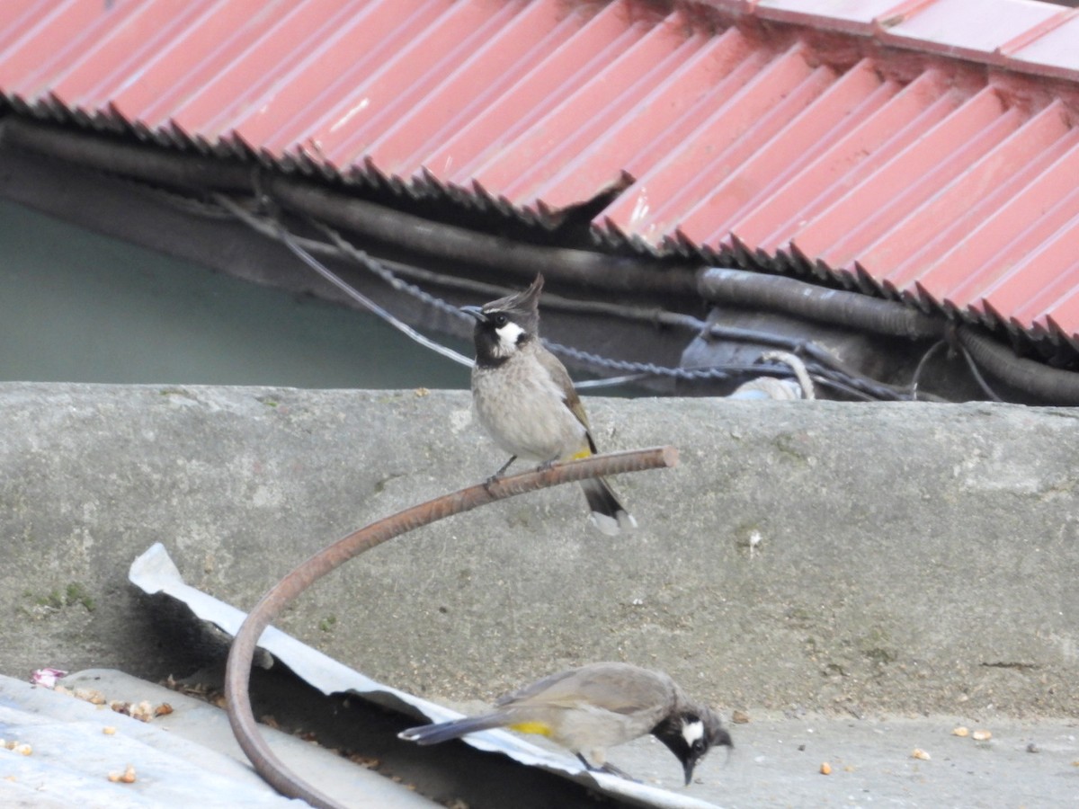 Streaked Laughingthrush - VANDANA MOON