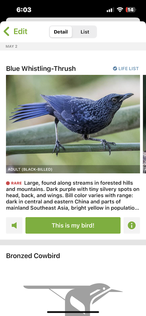 Streaked Laughingthrush - ML618614326