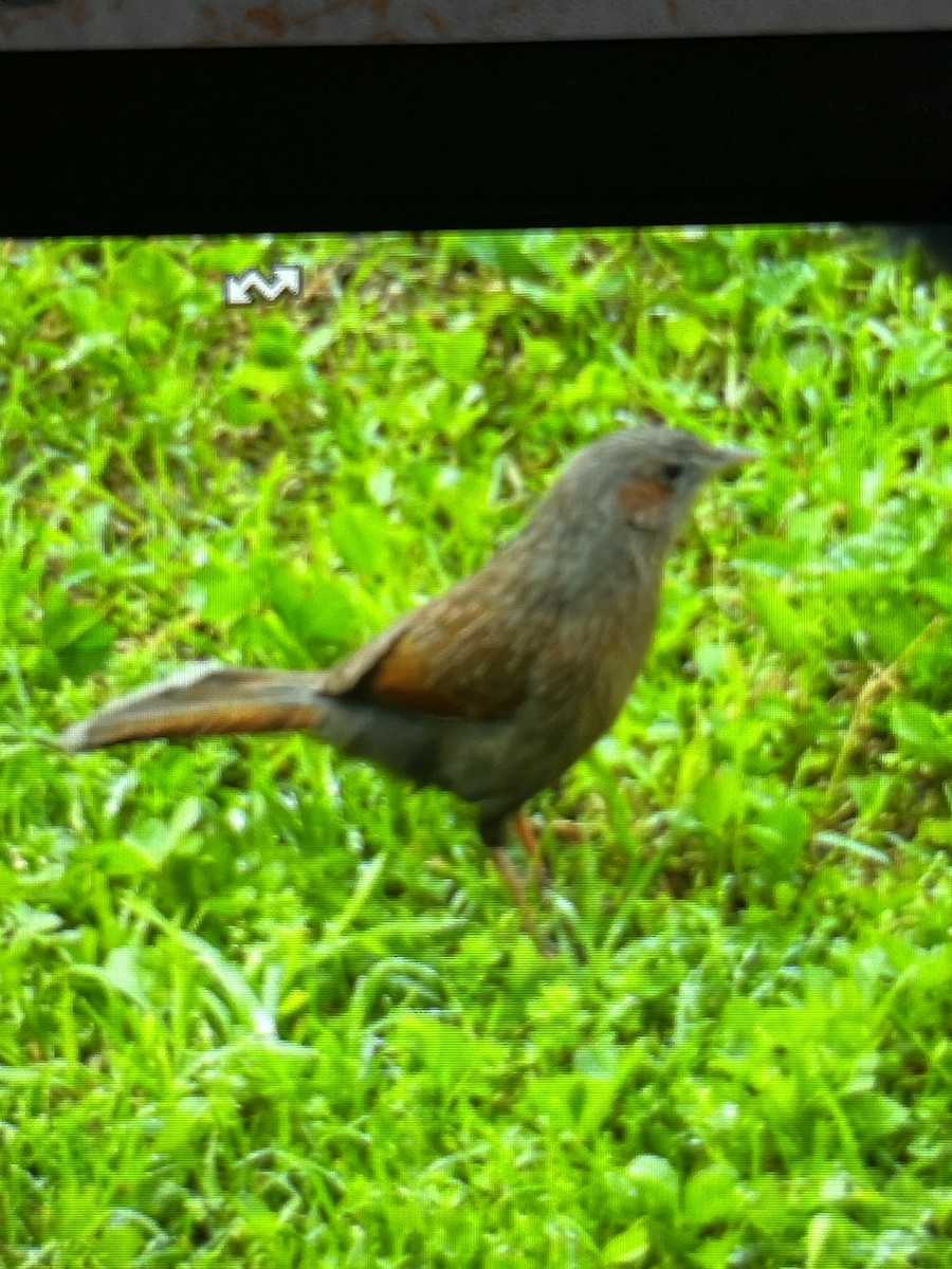 Streaked Laughingthrush - VANDANA MOON