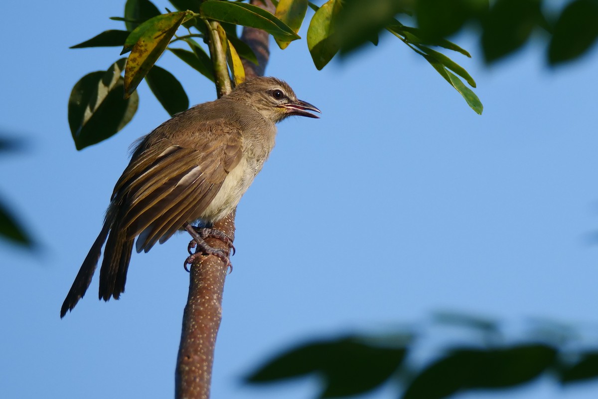 Bulbul à sourcils d'or - ML618614341