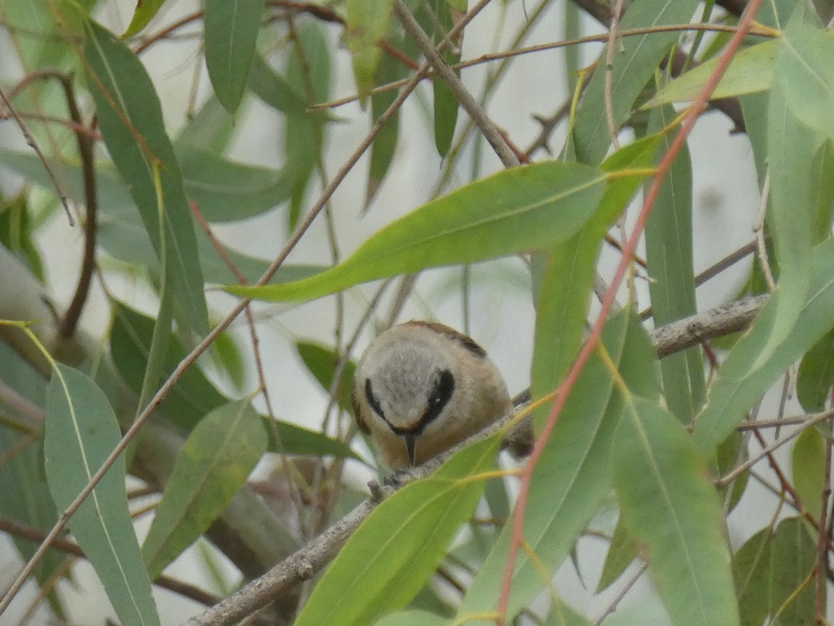 Eurasian Penduline-Tit - Luis  Martinez-Mena García