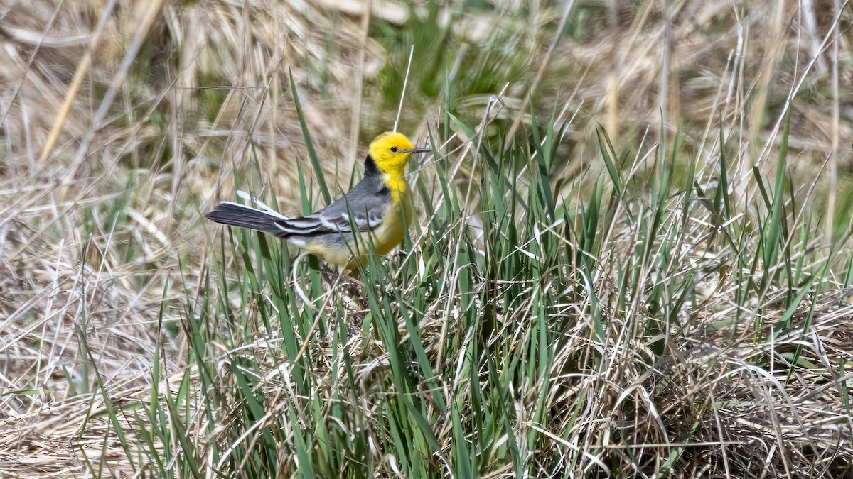 Citrine Wagtail - ML618614499