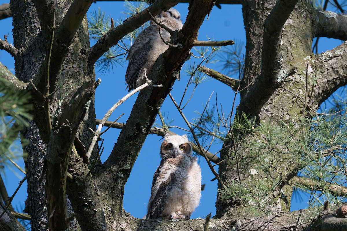 Great Horned Owl - David Eberly