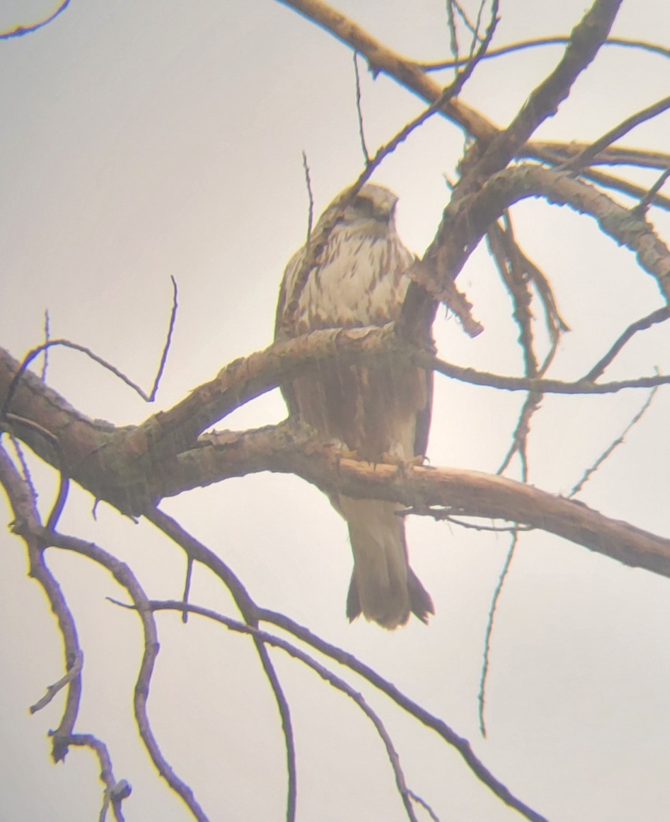 Rough-legged Hawk - ML618614550