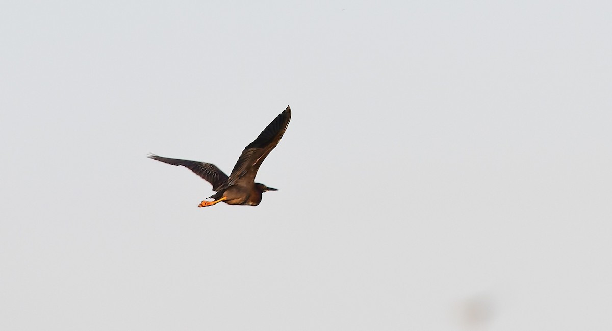 Green Heron - John Wolaver