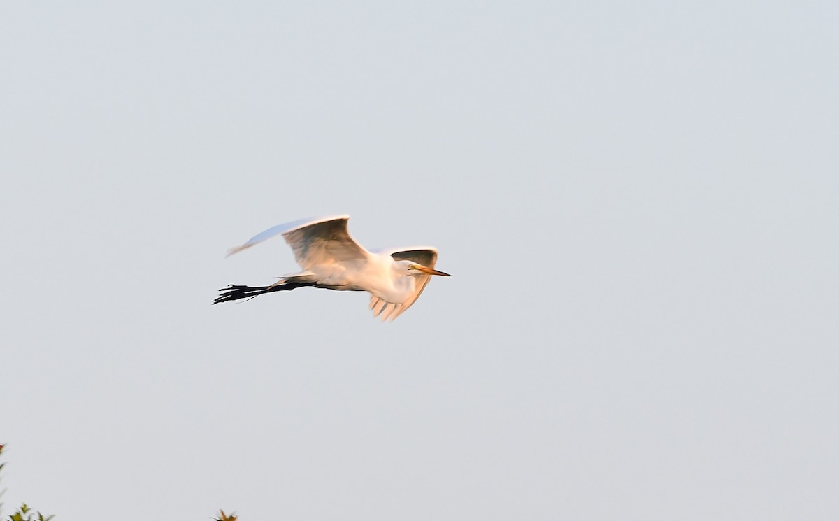 Great Egret - ML618614571