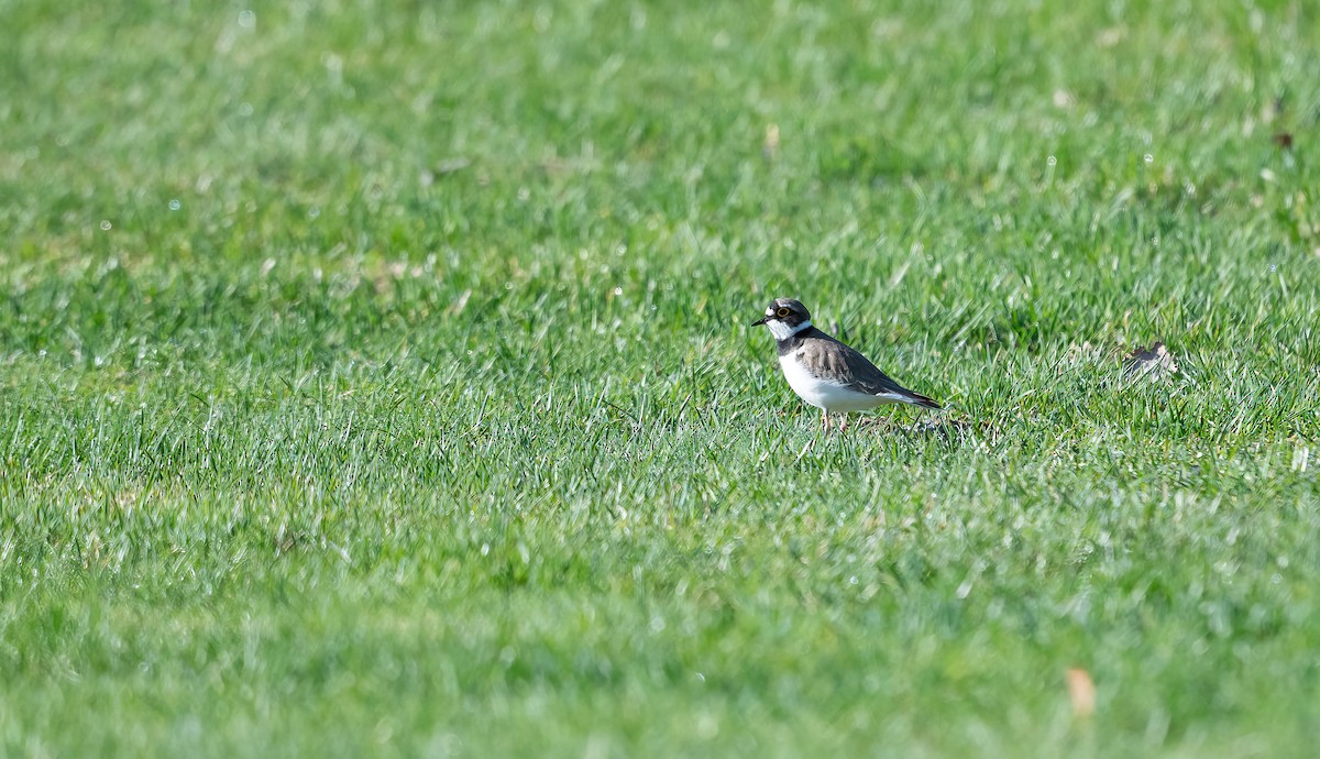 Little Ringed Plover (curonicus) - Eric Francois Roualet