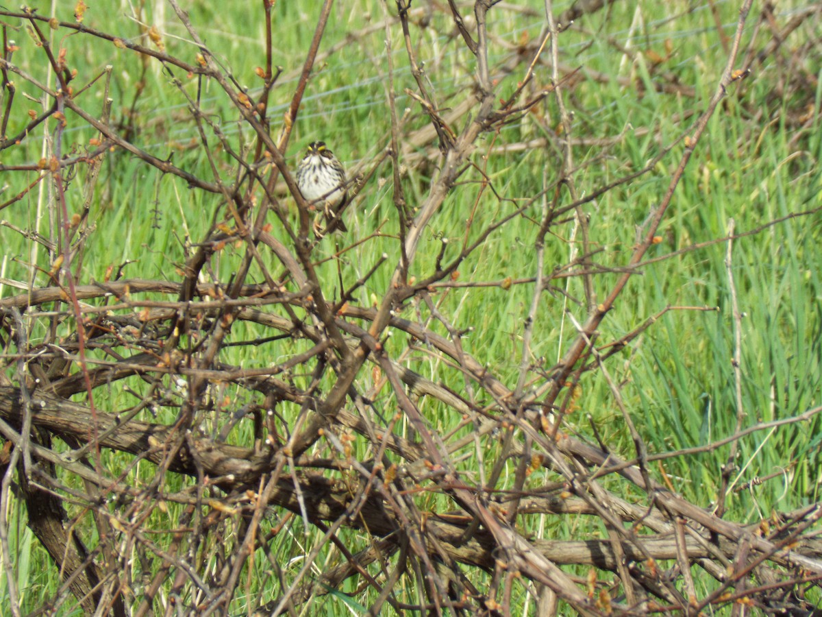 Savannah Sparrow - Shelley Green