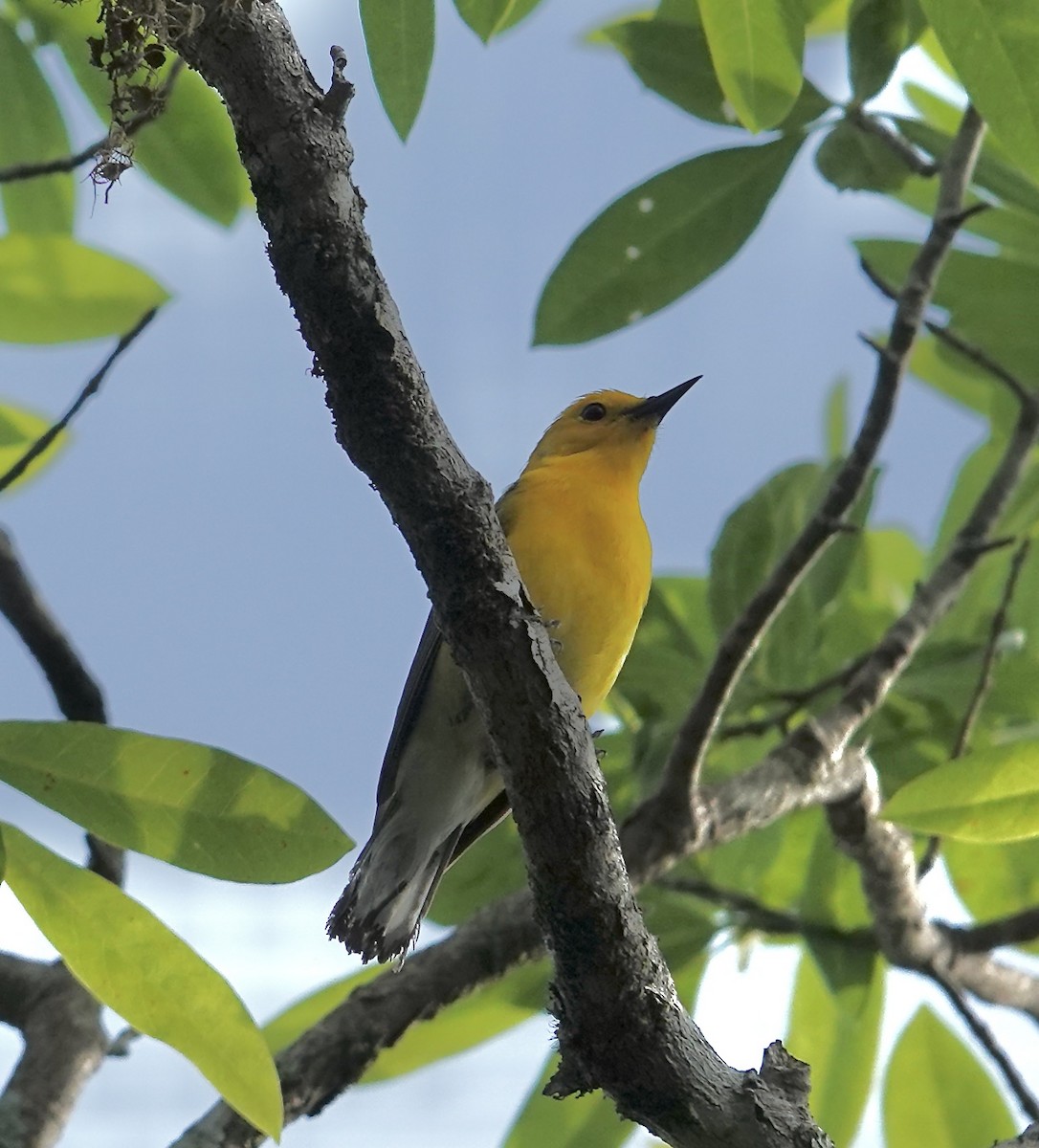 Prothonotary Warbler - ML618614637
