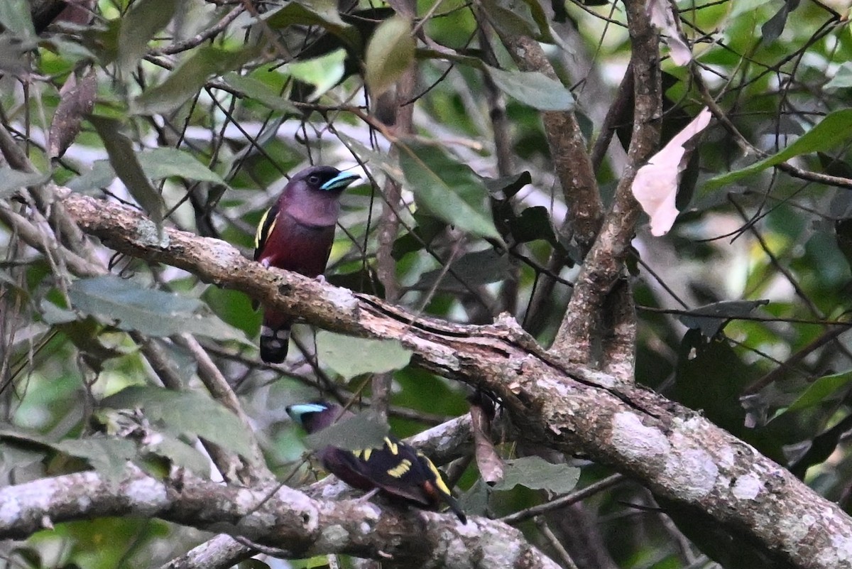 Banded Broadbill - Jacob Lai