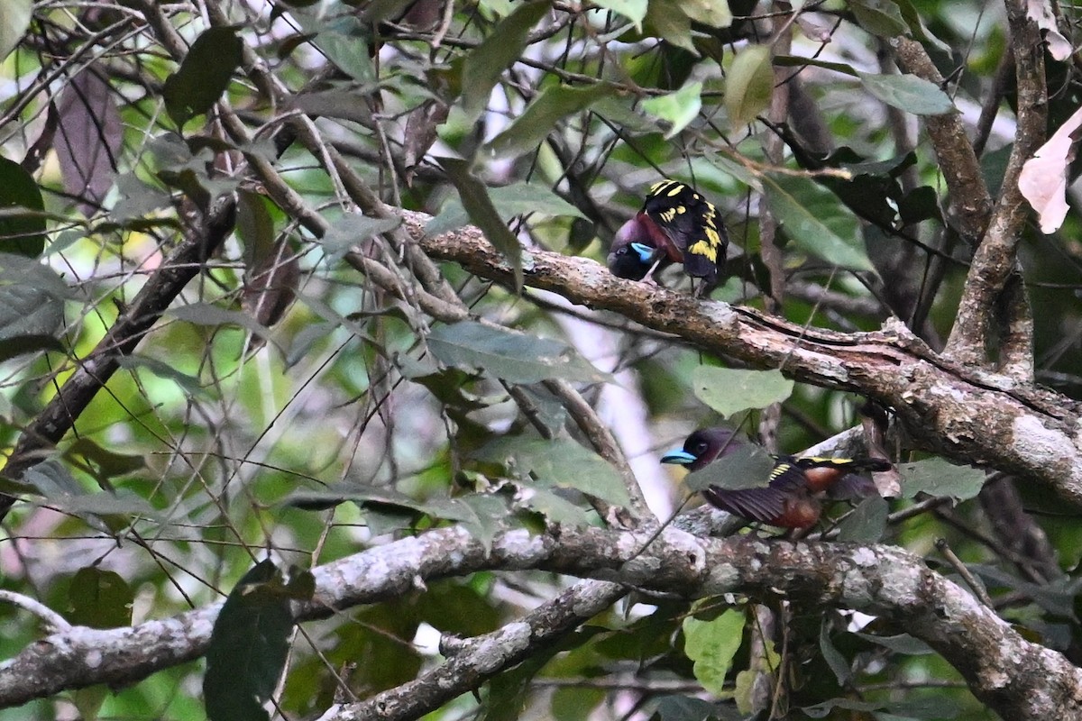 Banded Broadbill - ML618614643