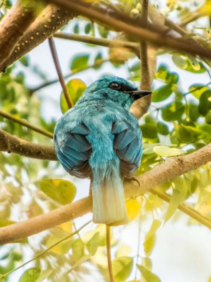 Verditer Flycatcher - Sourav Dey