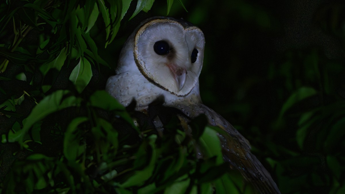 Barn Owl - ML618614679