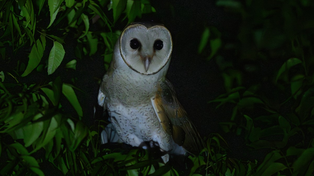 Barn Owl - Shashika Bandara