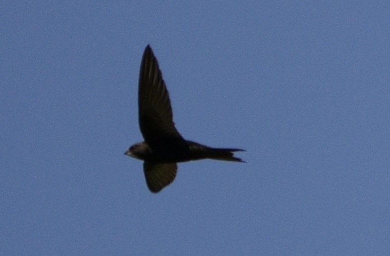 Common Swift - Ling Gan