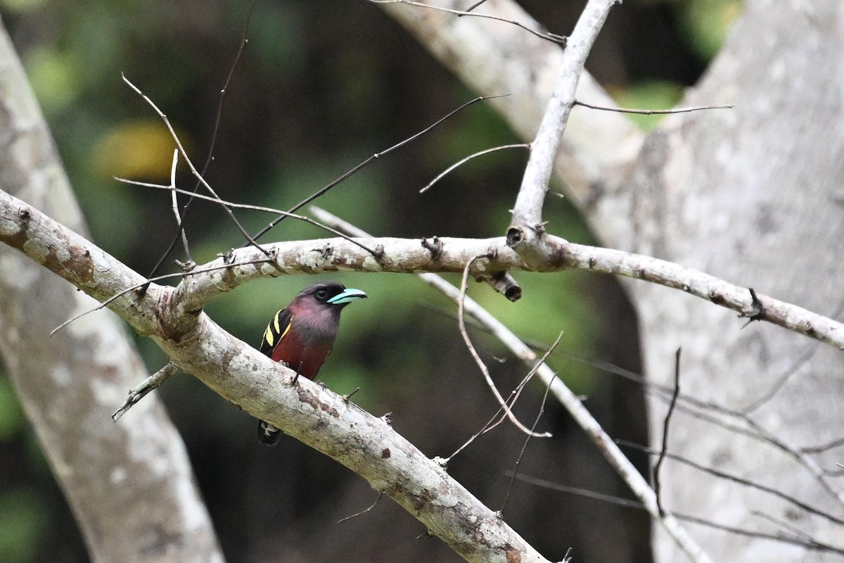 Banded Broadbill - ML618614710