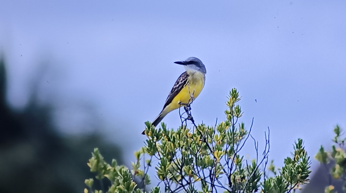 Tropical Kingbird - ML618614715